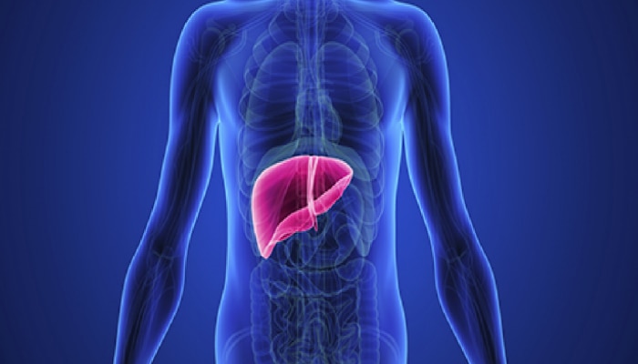 Liver Lump Symptoms: यकृतात गाठ झाल्यास शरीरात दिसतील &#039;ही&#039; लक्षणं, वेळीच उपाय करा!