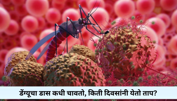 National Dengue Day : कसा ओळखाल डेंग्यूचा ताप? अशा रुग्णांनी काय खावं-काय टाळावं; डॉक्टर काय सांगतात?