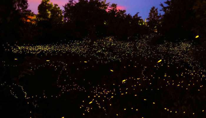महाराष्ट्रातील एकमेव जंगल जे रात्रीच्या अंधारात चमकते; आयुष्यात एकदा तरी इथं नाईट ट्रेकिंगचा अनुभव  नक्की घ्या