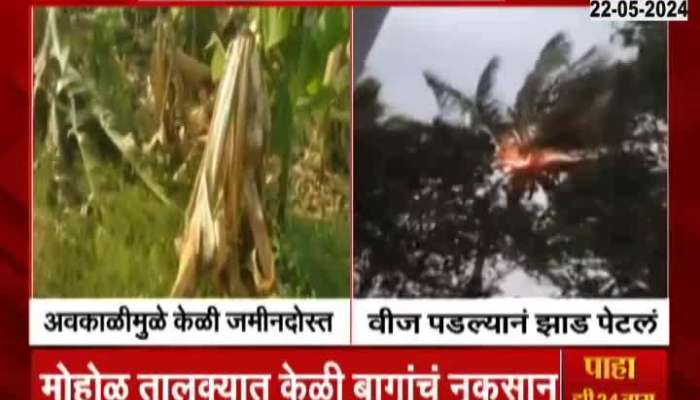 Solapur banana farm damage due to Unseasonal Lightening And Rainfall 