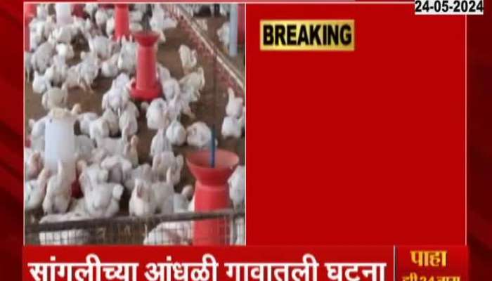 Sangli Andhali Village Hens Died Due to Heatweave