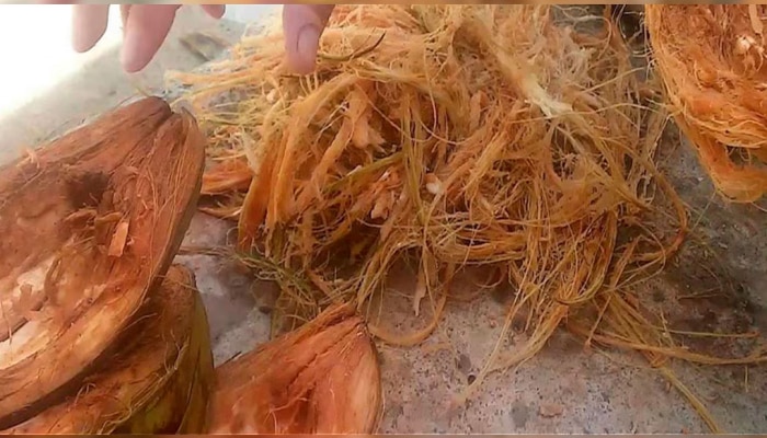Coconut Husk Benefits: नारळाची सालही फायद्याची; फेकण्याआधी वाचा नेमका कसा करावा वापर 