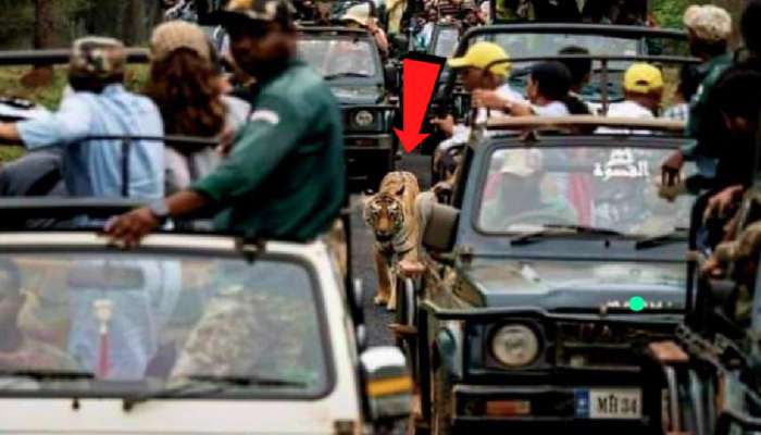 ताडोबातील 'या' एका फोटोमुळे 10 जणांनी गमावला रोजगार; पण असं नेमकं घडलं तरी काय?