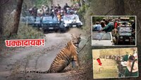 ताडोबात चाललंय तरी काय? वाघांचा जीव धोक्यात, 5 दिवसांत 2 वेळा तिच चूक