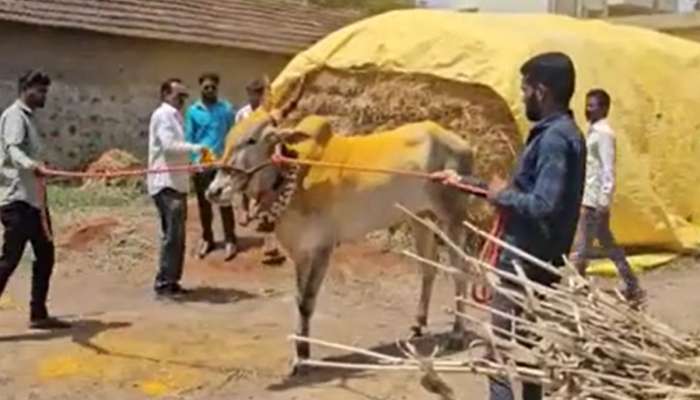 हौशेला मोल नाही! Thar पेक्षा महागडा बैल, पुण्यातील शेतकऱ्याने मोजली लाखोंची रक्कम