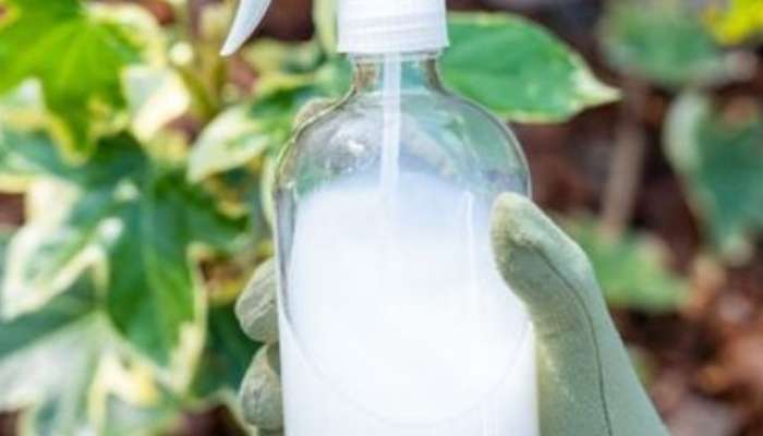 make organic liquid fertilizer from buttermilk