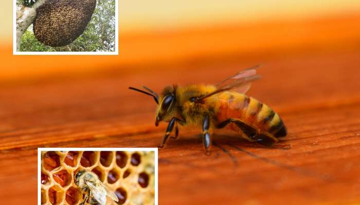 1 ग्रॅम मध बनवण्यासाठी 195 किमीपर्यंत प्रवास करतात मधमाशा; जाणून घ्या अशा रंजक गोष्टी
