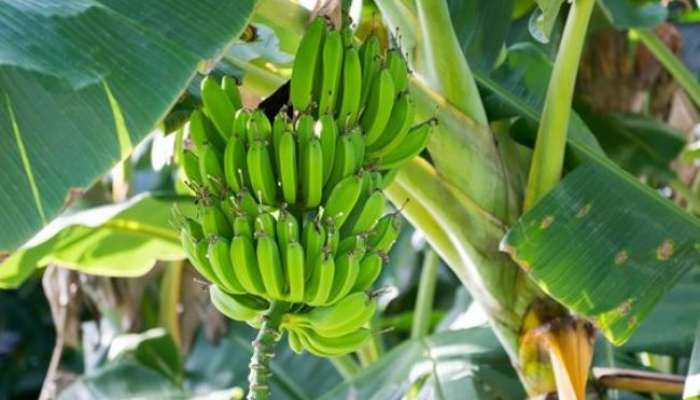 is it good or bad to eat banana during monsoon ? 