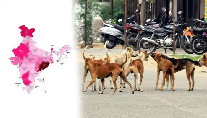 सर्वाधिक भटकी कुत्री असणारं भारतातील राज्य कोणतं? महाराष्ट्राचा क्रमांक कितवा?