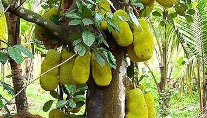 झाडावर उगवणारे जगातील सर्वात मोठे फळ; शरीर दणकट आणि मजबूत बनवते