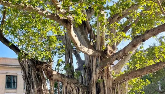 healthy benefits of banyan tree