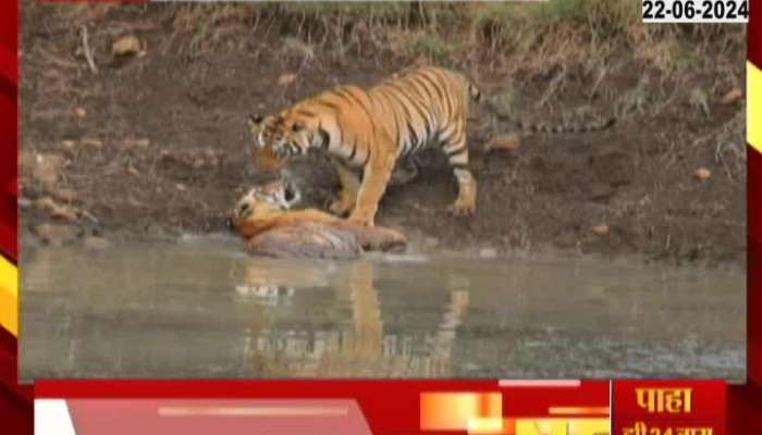 Tadoba Tiger Safari nayantar Tigress Wins Heart For Reflection In Water