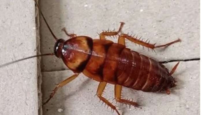 7 remedies that prevent cockroaches in kitchen 