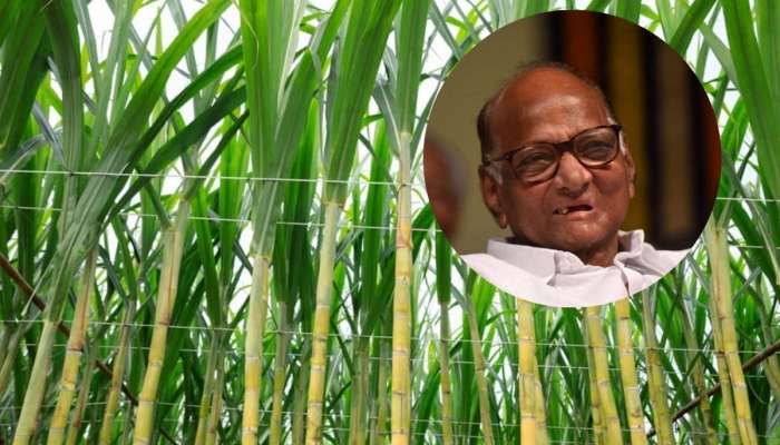 बारामतीचा विकास जोरात! AI मुळे उसाचे उत्पादन 30 टक्क्यांनी वाढले; देशातील पहिलाच प्रयोग