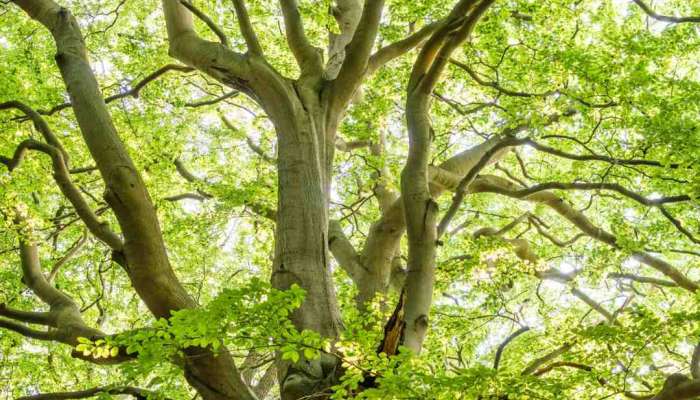 सर्वात जास्त ऑक्सिजन निर्माण करणारे झाड कोणते?