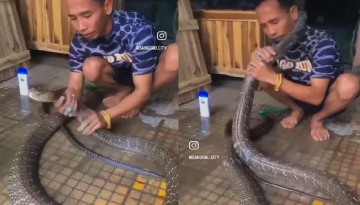 विषारी कोबराला शॅम्पूने आंघोळ, अचानक घातला मानेला विळखा...हादरवणारा Video