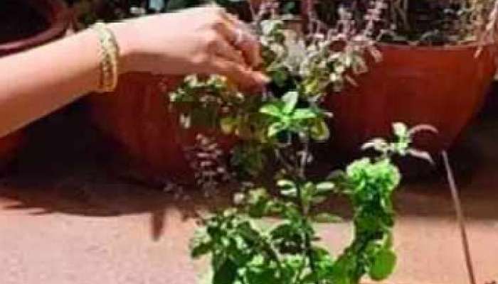 Vastushatra Tips These Women should not worship Tulsi Marathi News