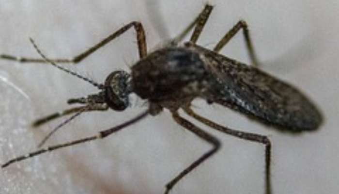 Dengue Mosquito Bite time Health Marathi News 