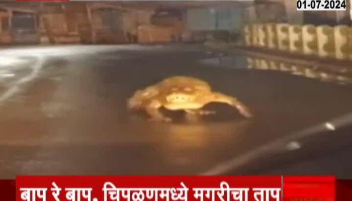 Chiplun crocodile moving freely on road 