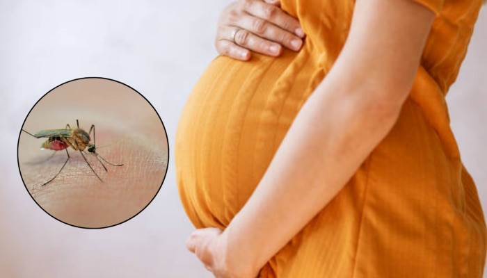 Pregnant महिला देखील Zika Virus चा शिकार, गरोदर स्त्रीने 5 लक्षणांकडे दुर्लक्ष करु नका 