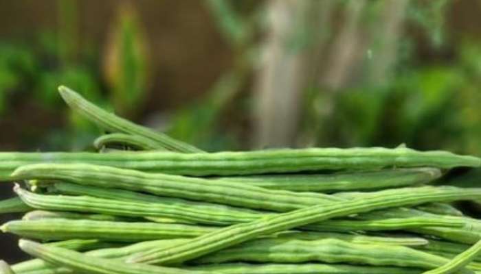 Moringa pods kill many diseases, know its benefits