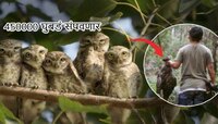 वनविभागानेच दिली साडेचार लाख घुबडांची सुपारी; शिकारी तैनात! कारण धक्कादायक
