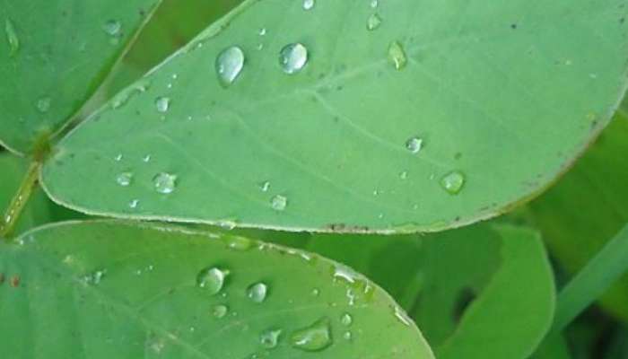 health tips in marathi eat Taklyachi Ranbhaji in monsoon