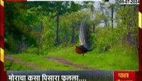 Lonar Sarovar: पिसारा फुलवून मोराचा आनंद व्यक्त 