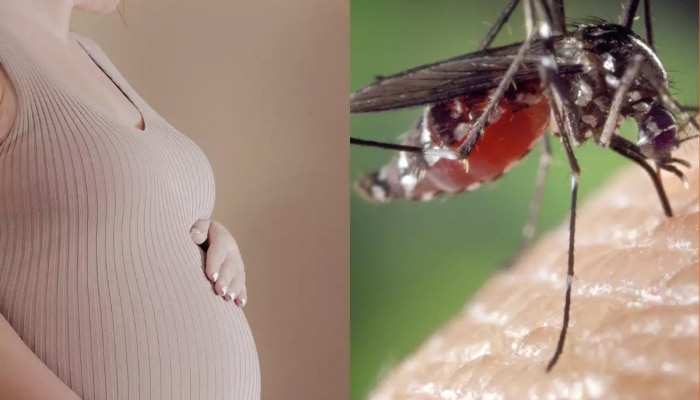 Zika Virus: गर्भवती महिलांना झिका व्हायरसचा धोका कितपत? आरोग्य तज्ज्ञांनी सांगितलं, कशी घ्यावी काळजी!