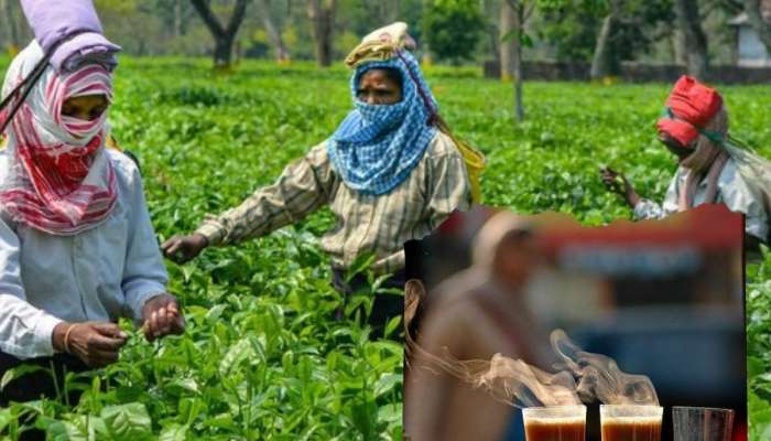 तुमचा चहा महागला, 20 टक्क्यांची वाढ; आता एक किलोसाठी मोजावे लागणार इतके पैसे!