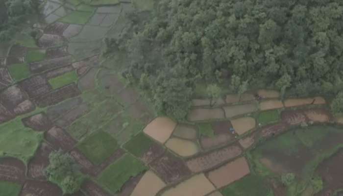 PHOTO: लाल चिखल आणि हिरवगार शेत... कोकणातील सर्वात सुंदर दृष्य