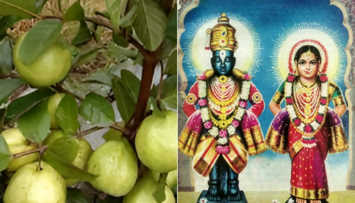 आषाढी एकादशीदिवशी 'या' फळाला इतकं महत्त्व का? धार्मिकसोबतच आयुर्वेदिक गोष्टी जाणून घेऊया 