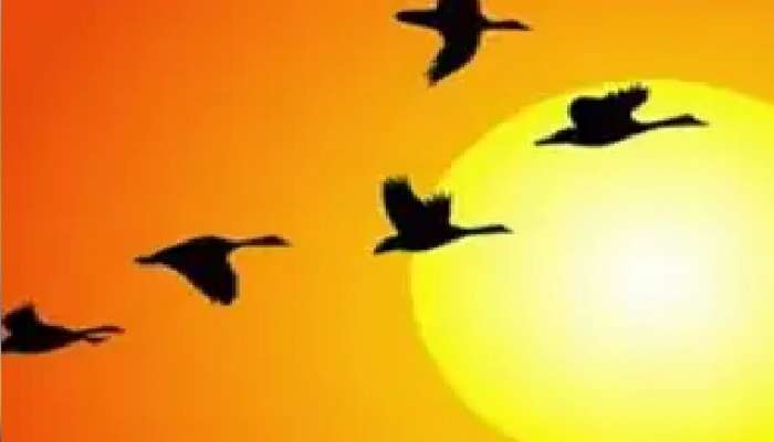 General Knowledge, birds fact, why does birth fly in v shape, what is reason behind birds flying in v shape, scientific reason behind bird flying in sky, viral news, trending news, social media, shocking news, marathi news, marathi batmya, पक्षी, पक्षांचा थवा, व्ही शेप