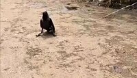 'काव-काव' ने वैतागलेल्या व्यक्तीने कावळ्याला चक्क दोरीने बांधलं, Video व्हायरल