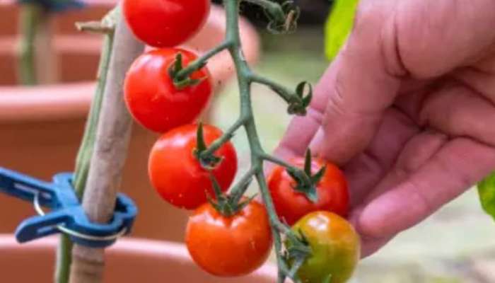  Gardening Tips For Tomato Plant at home in marathi 