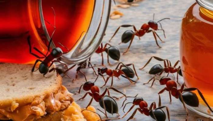 how to get rid of ants in the house during rainy season  