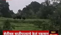 Ratnagiri Rain Update: संगमेश्वरमध्ये गव्यांचा वावर, शेतीसह भाजीपाल्याचं केलं नुकसान 