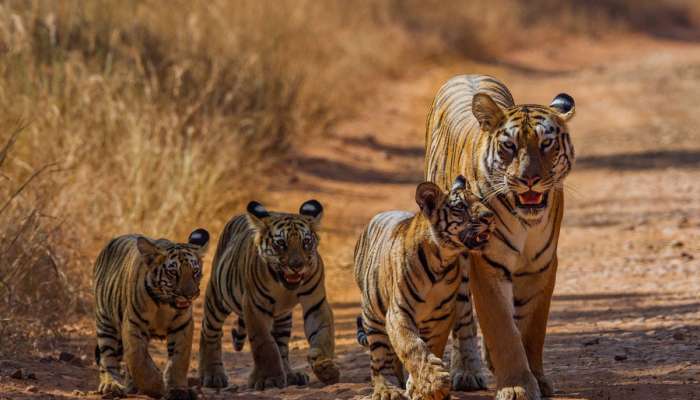 महाराष्ट्रातील पहिले राष्ट्रीय उद्यान जिथे होते वाघाचे दर्शन, जगभरातून येतात पर्यंटक; कसं पोहोचाल?