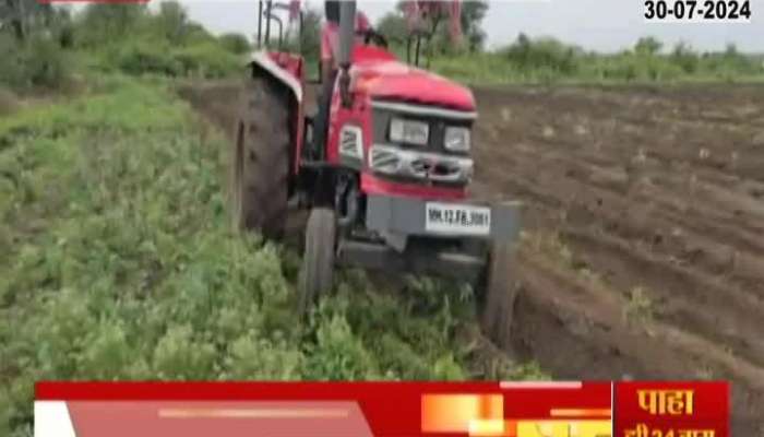 Shirur Farmers Destroying Kothimbir Crop in Farm for no Market Demand 