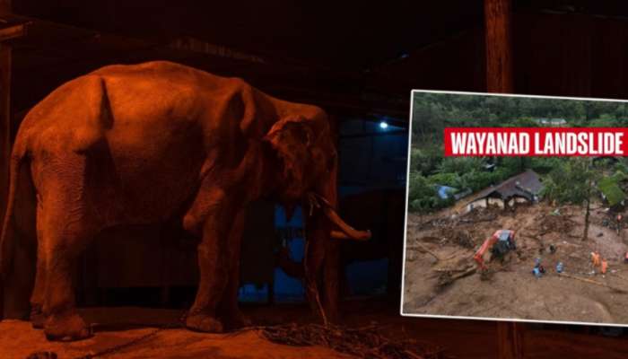 Wayanad Landslide: 357 जण दगावलेल्या दुर्घटनेतून एका कुटुंबाला हत्तींनी वाचवलं; रात्रभर हत्तीचा कळप...