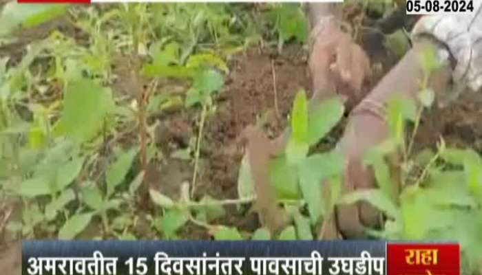 maharashtra rain farming amravati news 