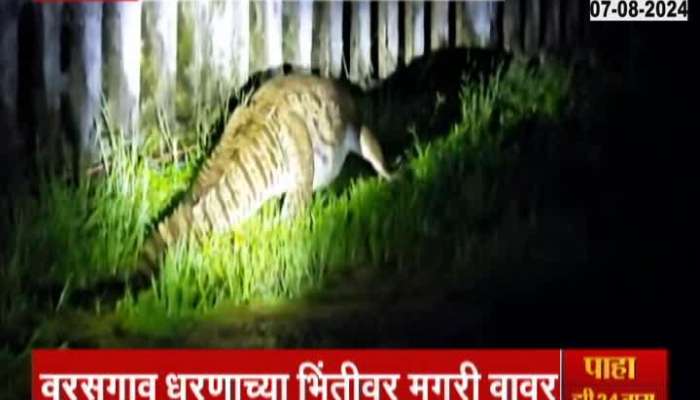 Pune Varasgaon Crocodile Found on Dam Wall  