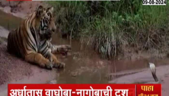 Tiger And Snake Face To Face In Tadoba Forest