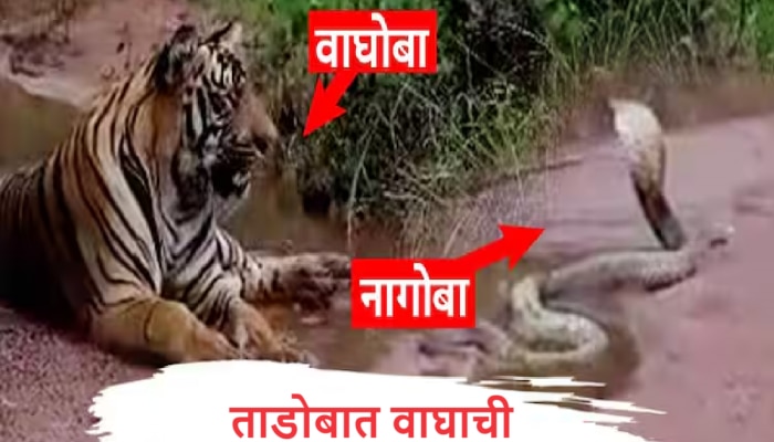 Tadoba Video : ताडोबात वाघाची नागपंचमी, दुर्मिळ क्षणाचा Video पाहिला का? 