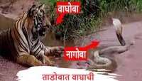 Tadoba Video : ताडोबात वाघाची नागपंचमी, दुर्मिळ क्षणाचा Video पाहिला का? 