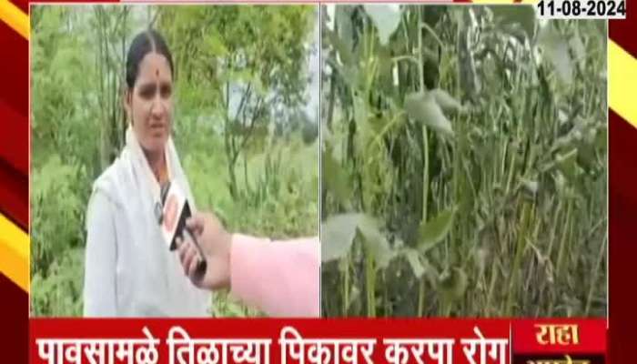 Beed Ground Report Farmers Problem For Worms Attack Crops