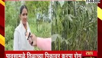 VIDEO | बीडमध्ये पावसामुळे पिकांवर करपा रोग; पिकांचं मोठं नुकसान, शेतकरी चिंतेत