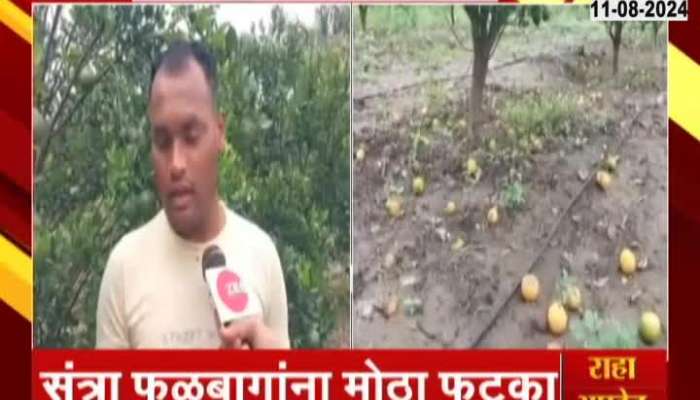 Amravati Ground Report Farmers In Problem For Orange Fruit Farm Getting Damage From Continous Rainfall