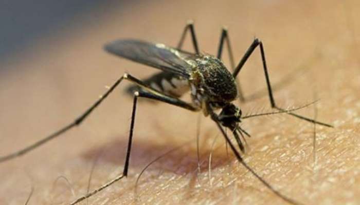 Dengue And Malaria : डेंग्यू आणि मलेरियामध्ये नेमका काय फरक असतो? 