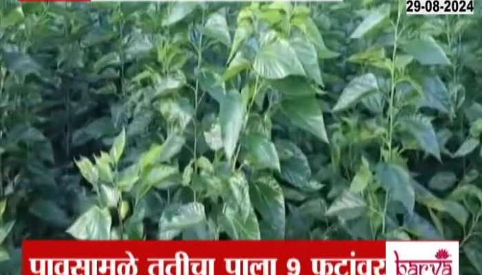 Farmers Turn To Reshim Farming In Beed 